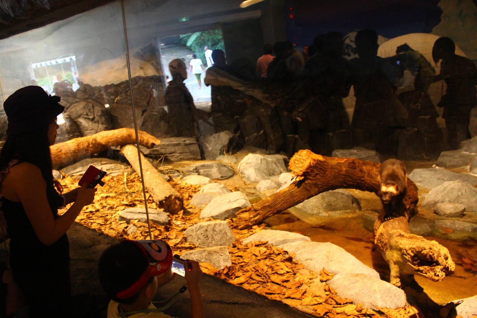 Frozen Tundra - Wolverine exhibit