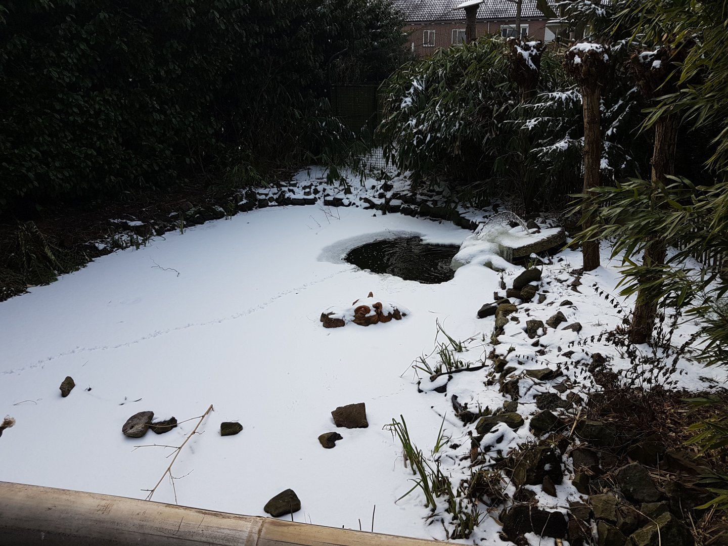 Frozen turtle-pond
