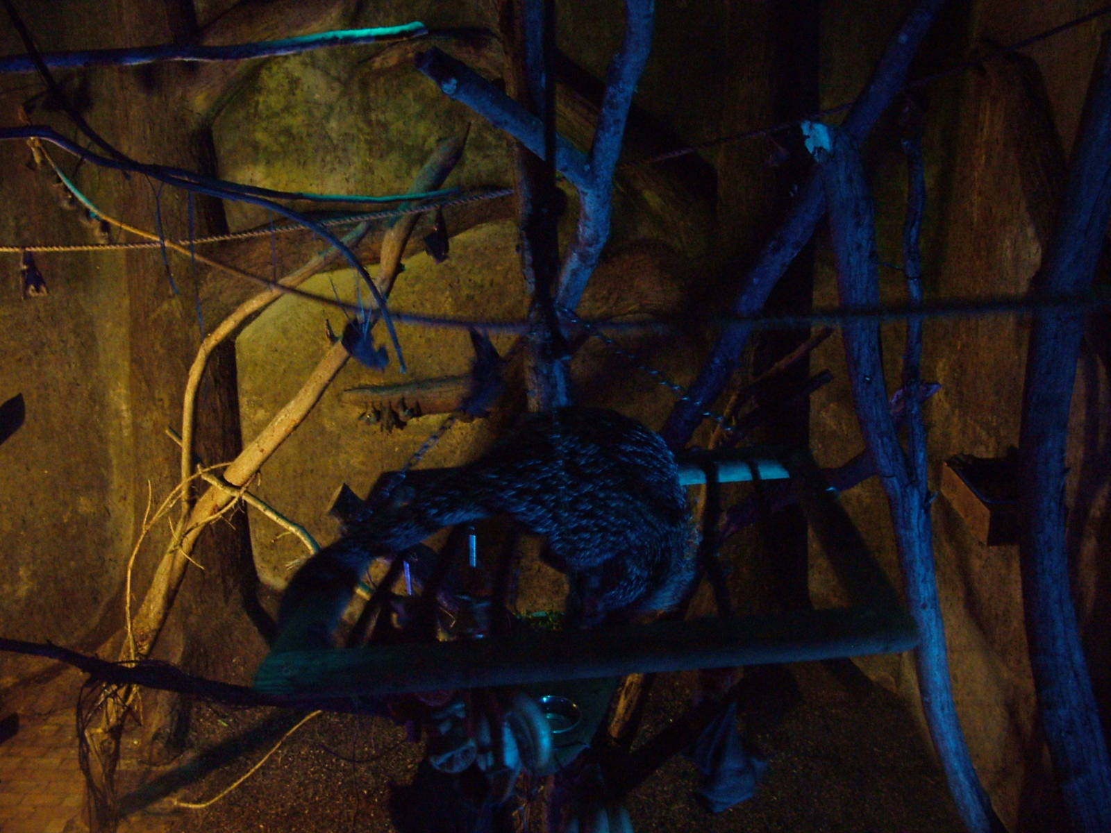 Fruit bat and porcupine exhibit at Cotswold WP 17/04/10