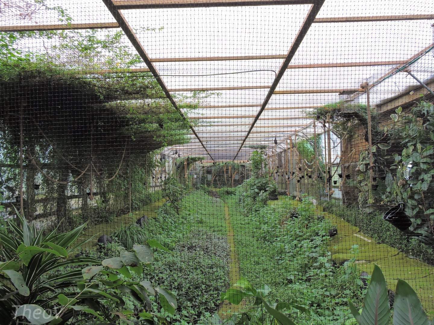 Fruit bat aviary [2015]