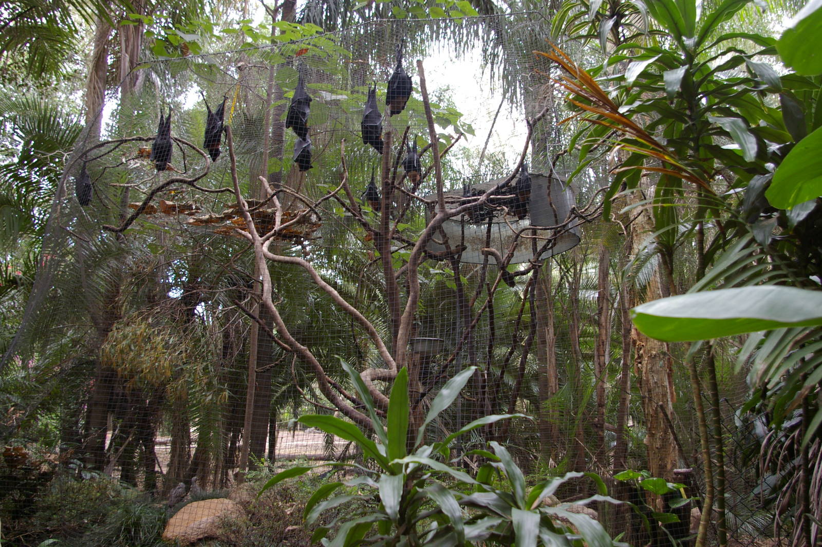 fruit bat cage, Alma Park Zoo