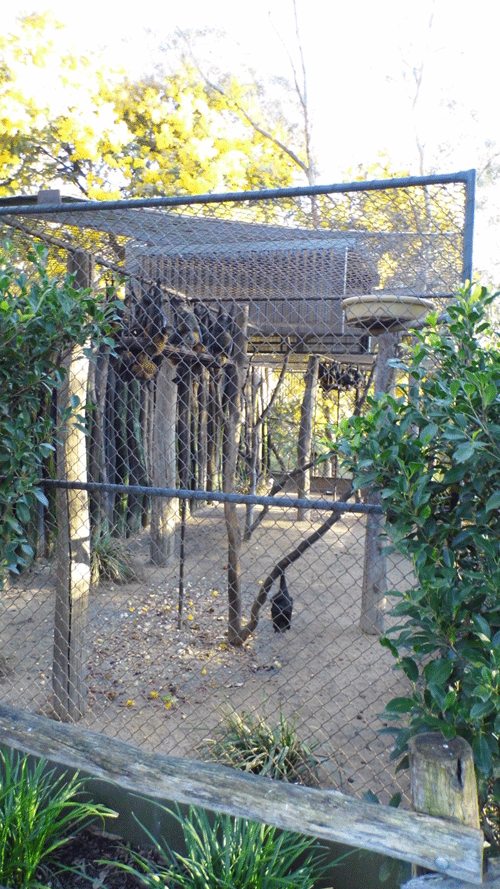 Fruit Bat Enclosure