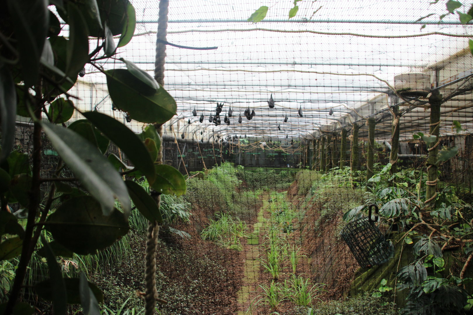 Fruit Bat Enclosure