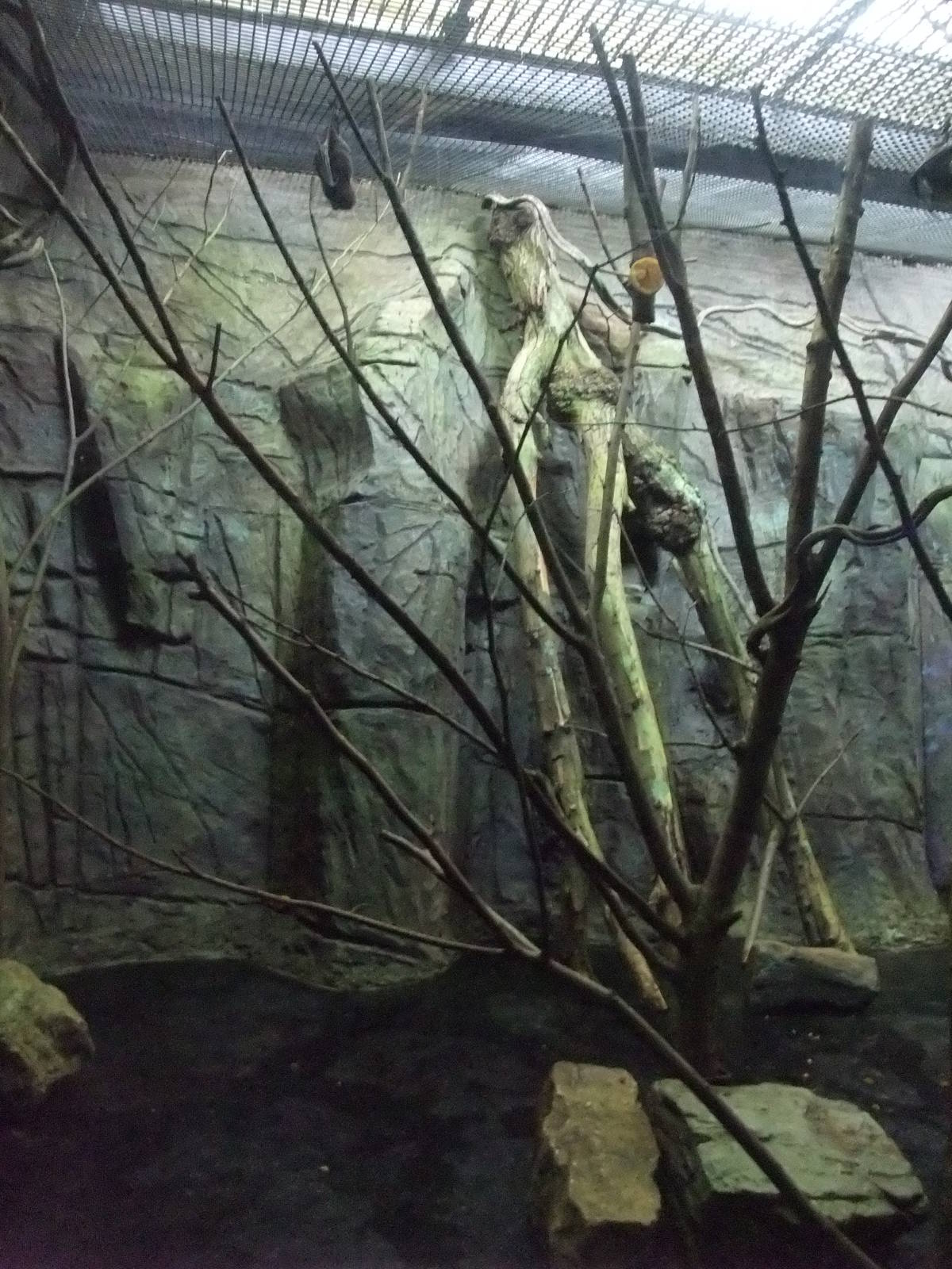 Fruit Bat Exhibit at London, 16/11/11