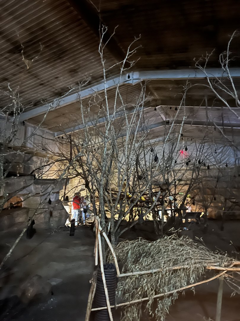 Fruit bat forest 29.6.24