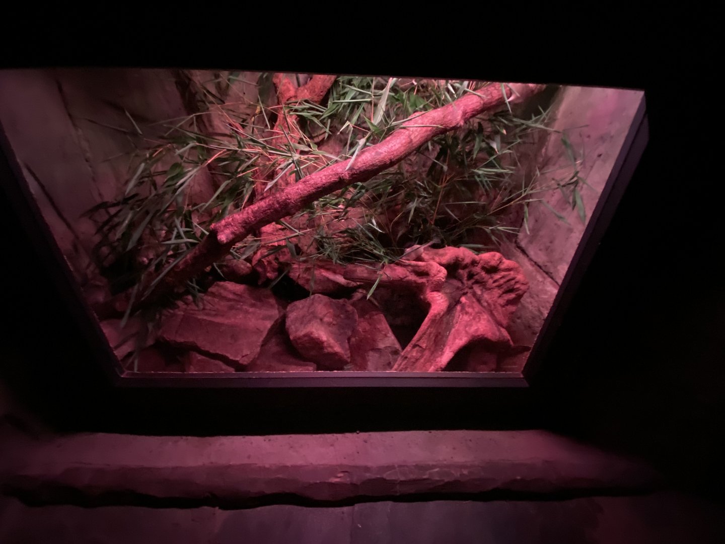 Fruit Bat Forest - Turkish spiny mouse exhibit 221022