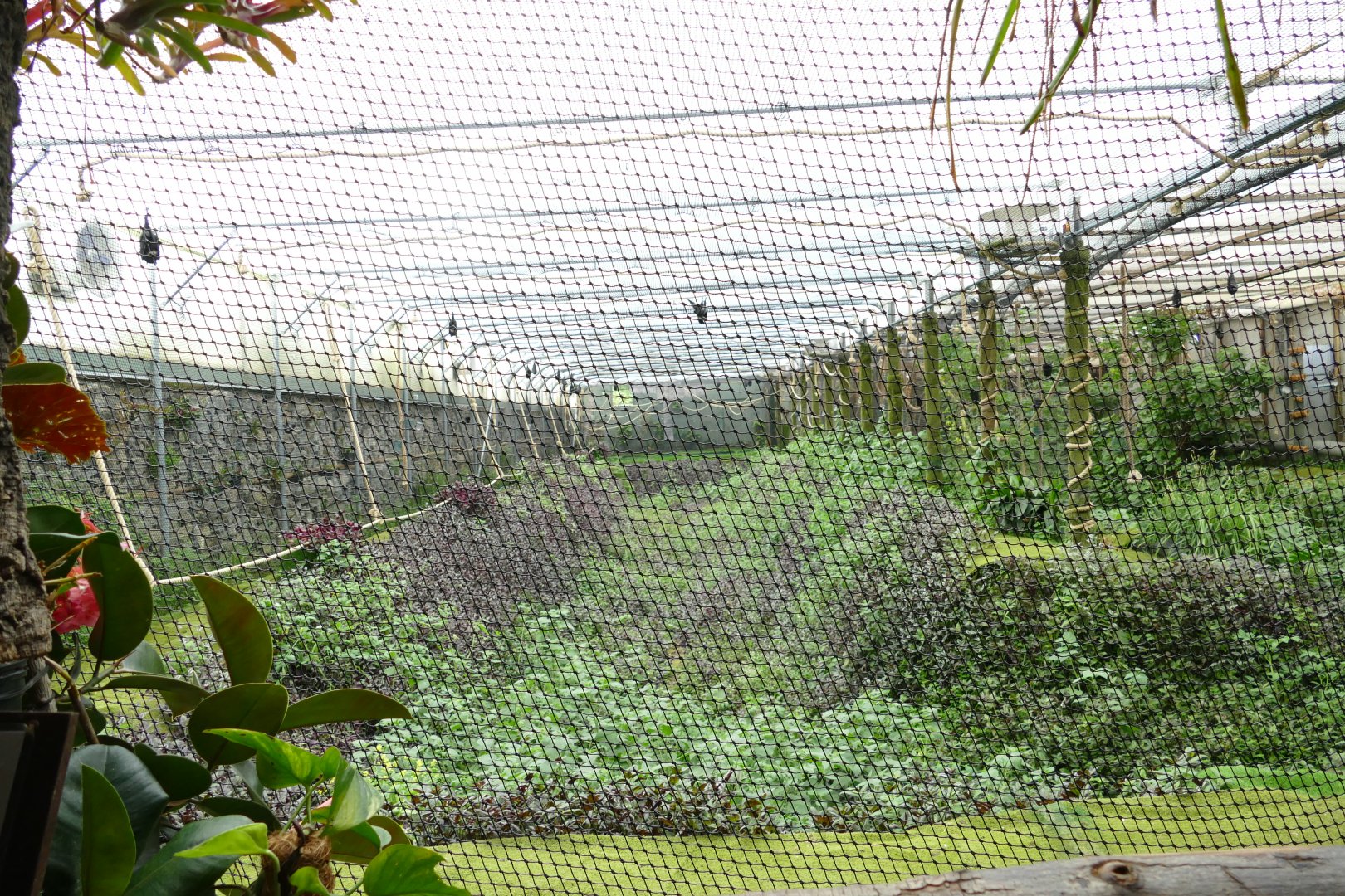 Fruit bat house, June 2018