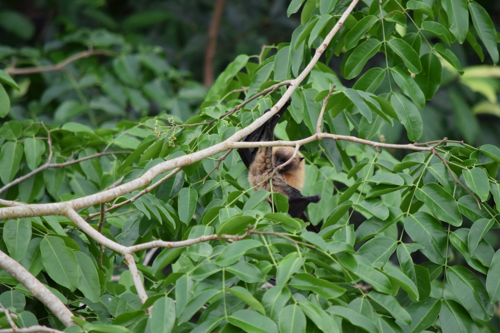 Fruit bat May 2019