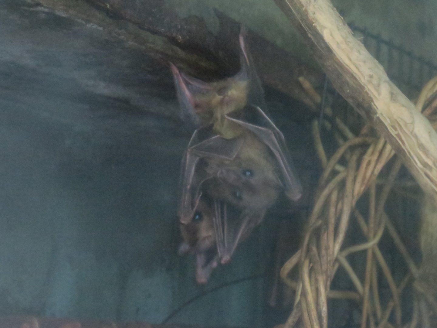 Fruit bat (Rousettus sp.)