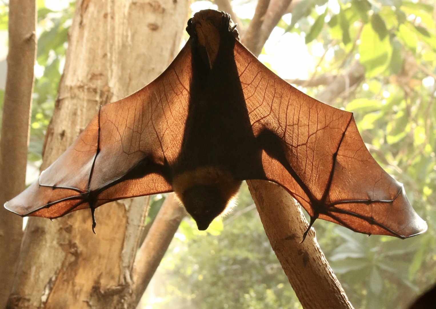 Fruit Bat Silhouette