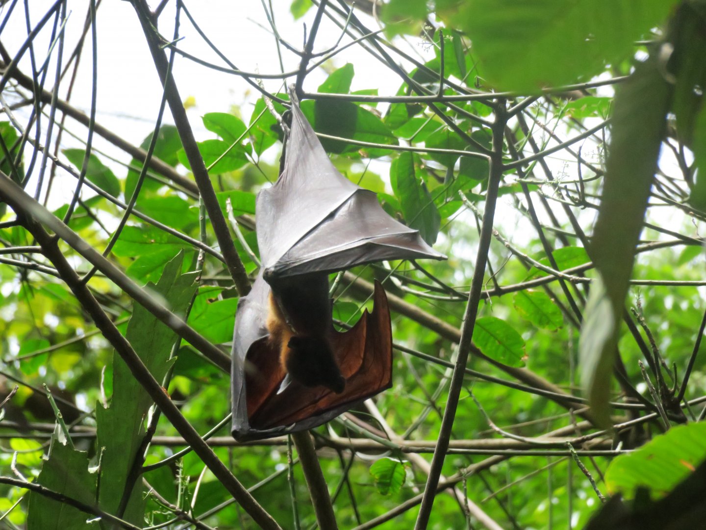 fruit bat sp.