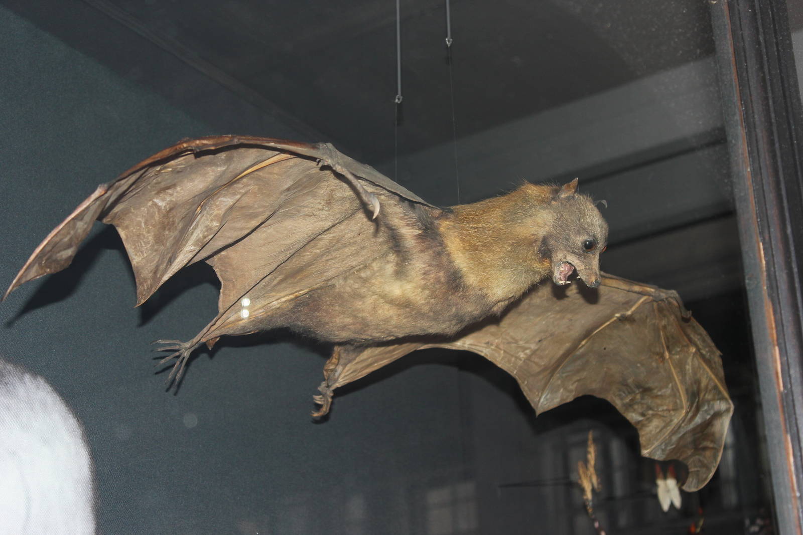Fruit bat (Taxidermy)