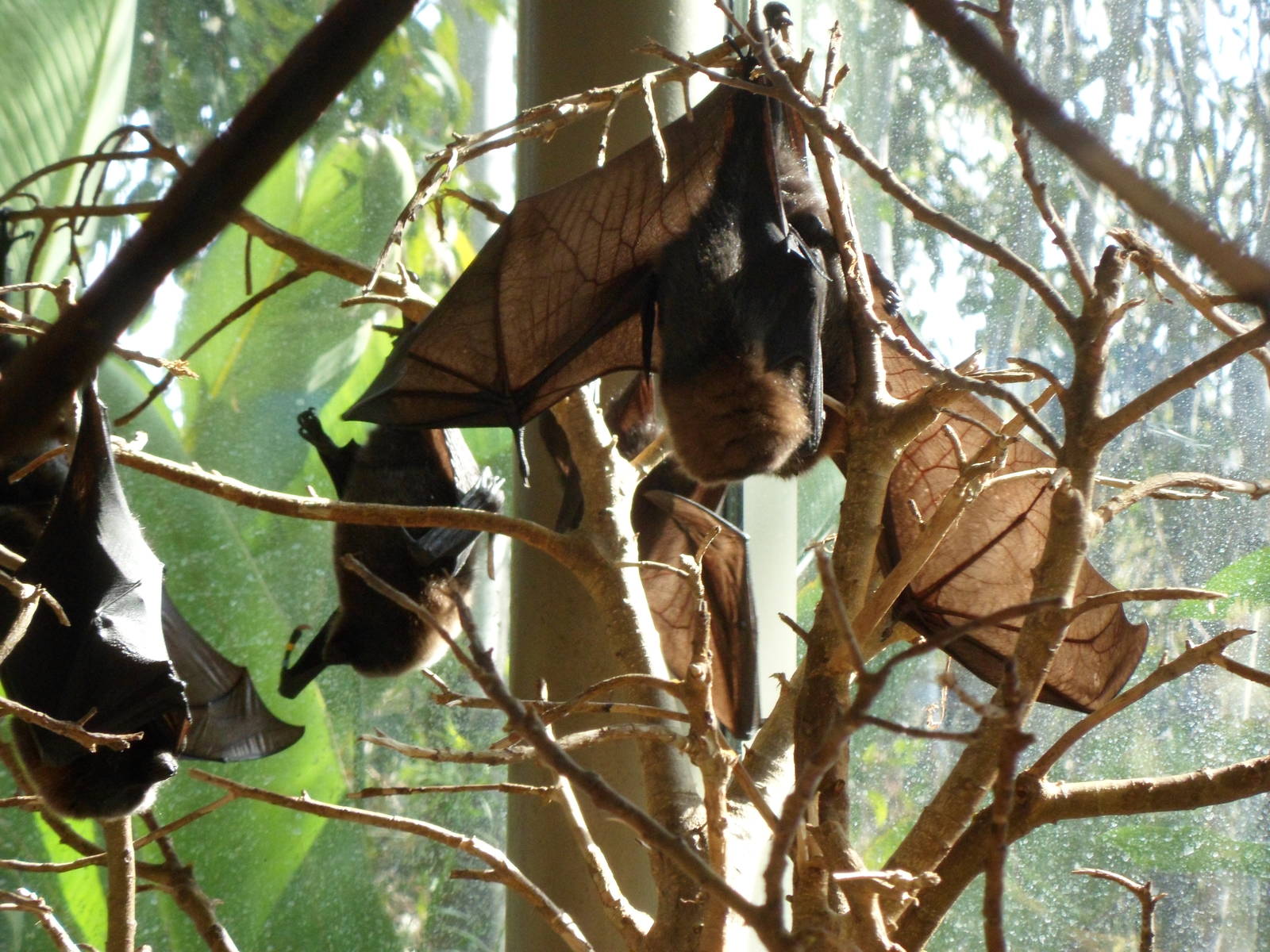 Fruit Bat
