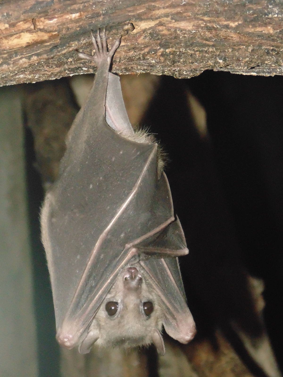 Fruit Bat