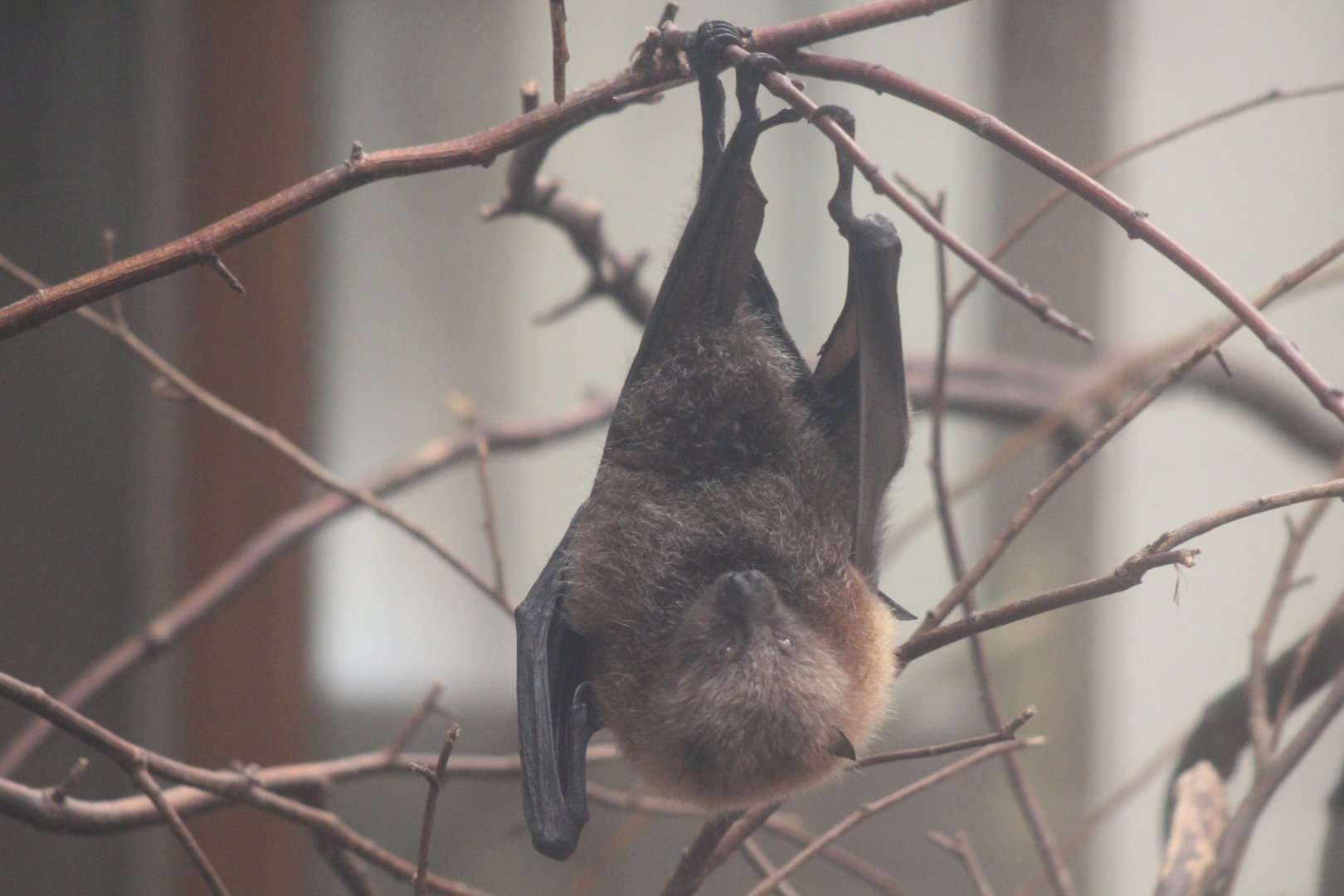 Fruit Bat