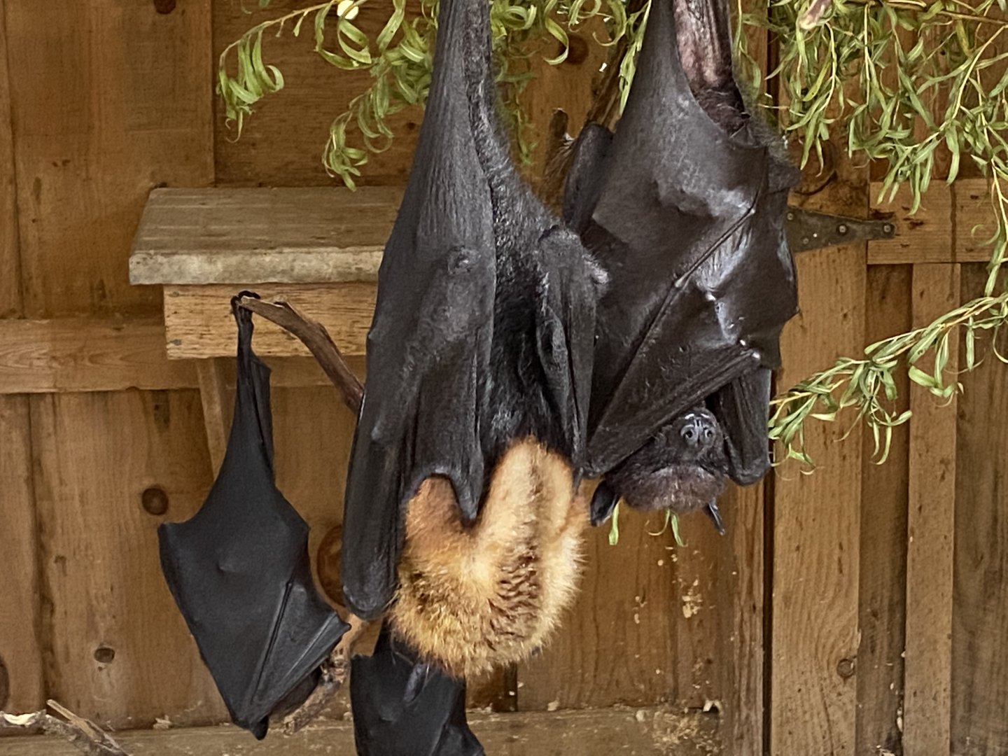 Fruit Bat