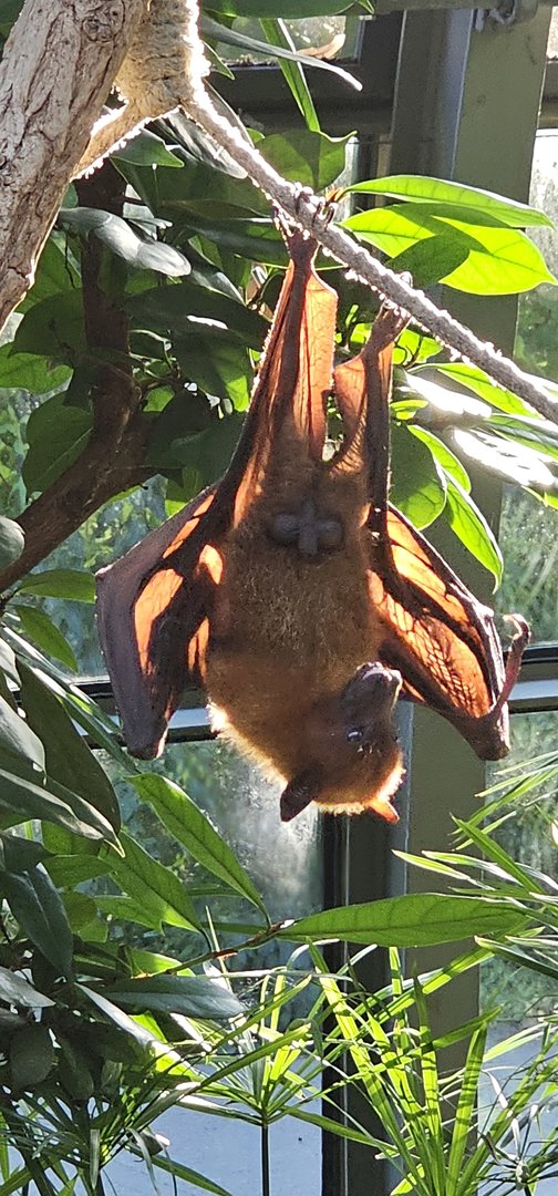 Fruit bat