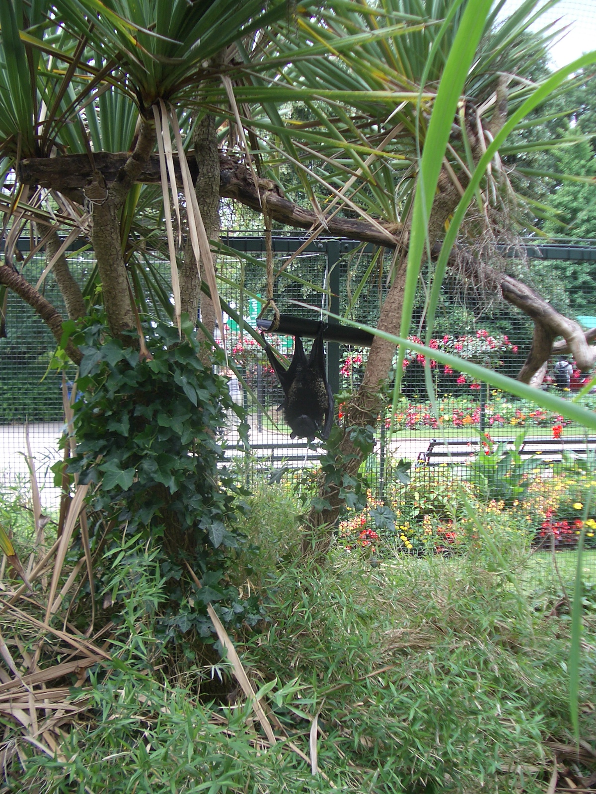 Fruit Bats - 24.07.2010