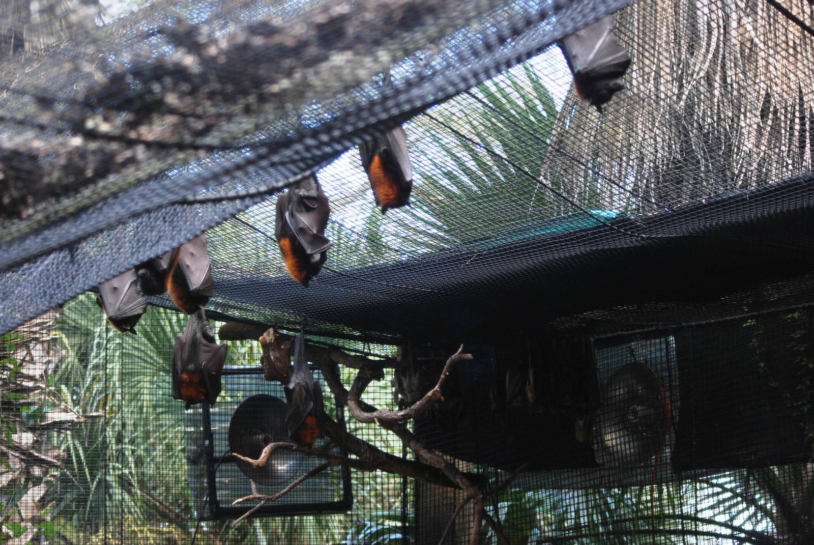 Fruit Bats at Lowry Park, 13/10/13