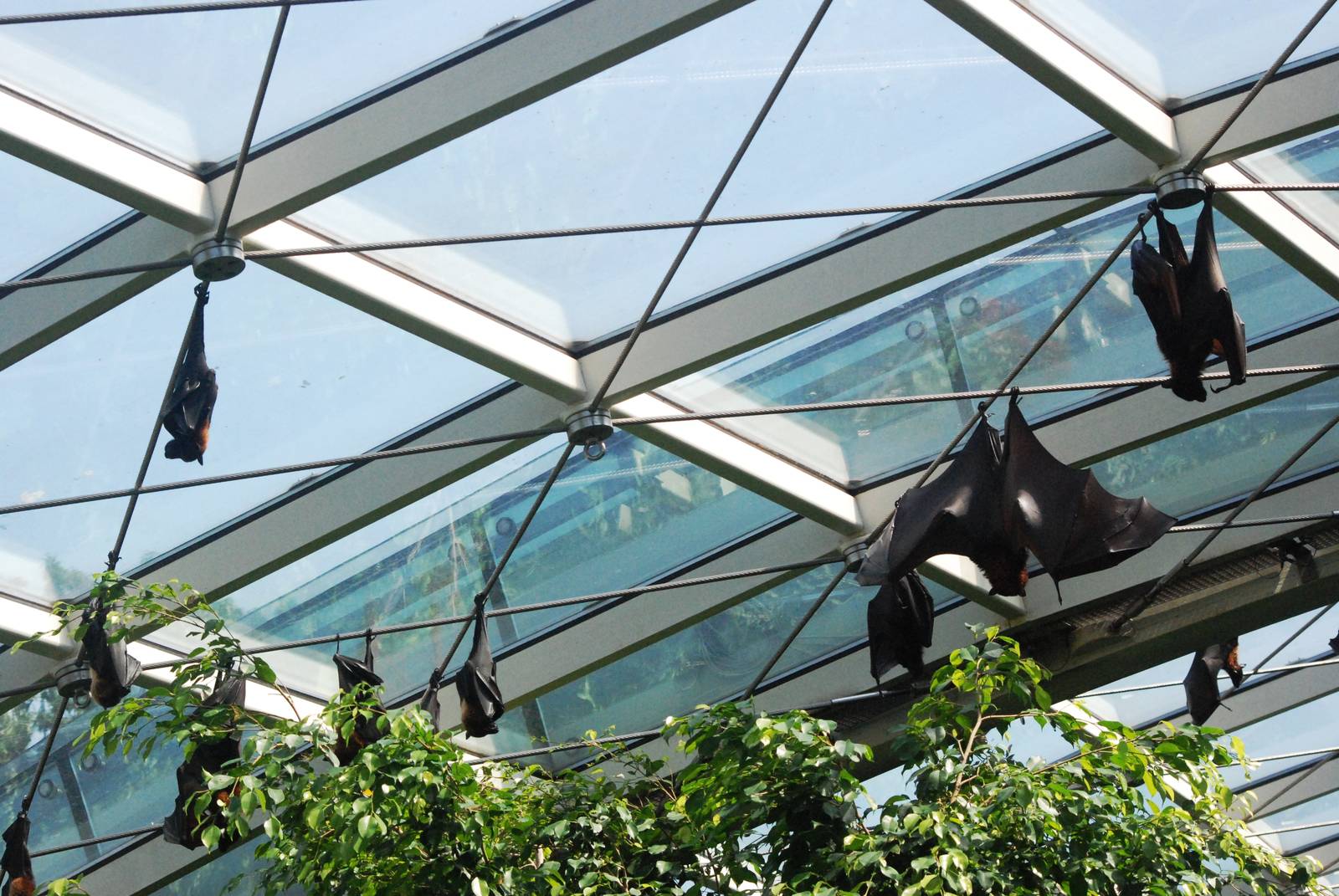 Fruit Bats at Vienna, 16/06/13