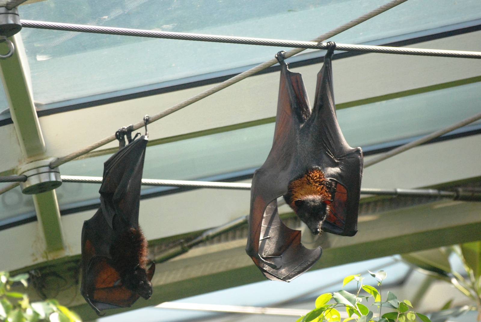 Fruit Bats at Vienna, 16/06/13