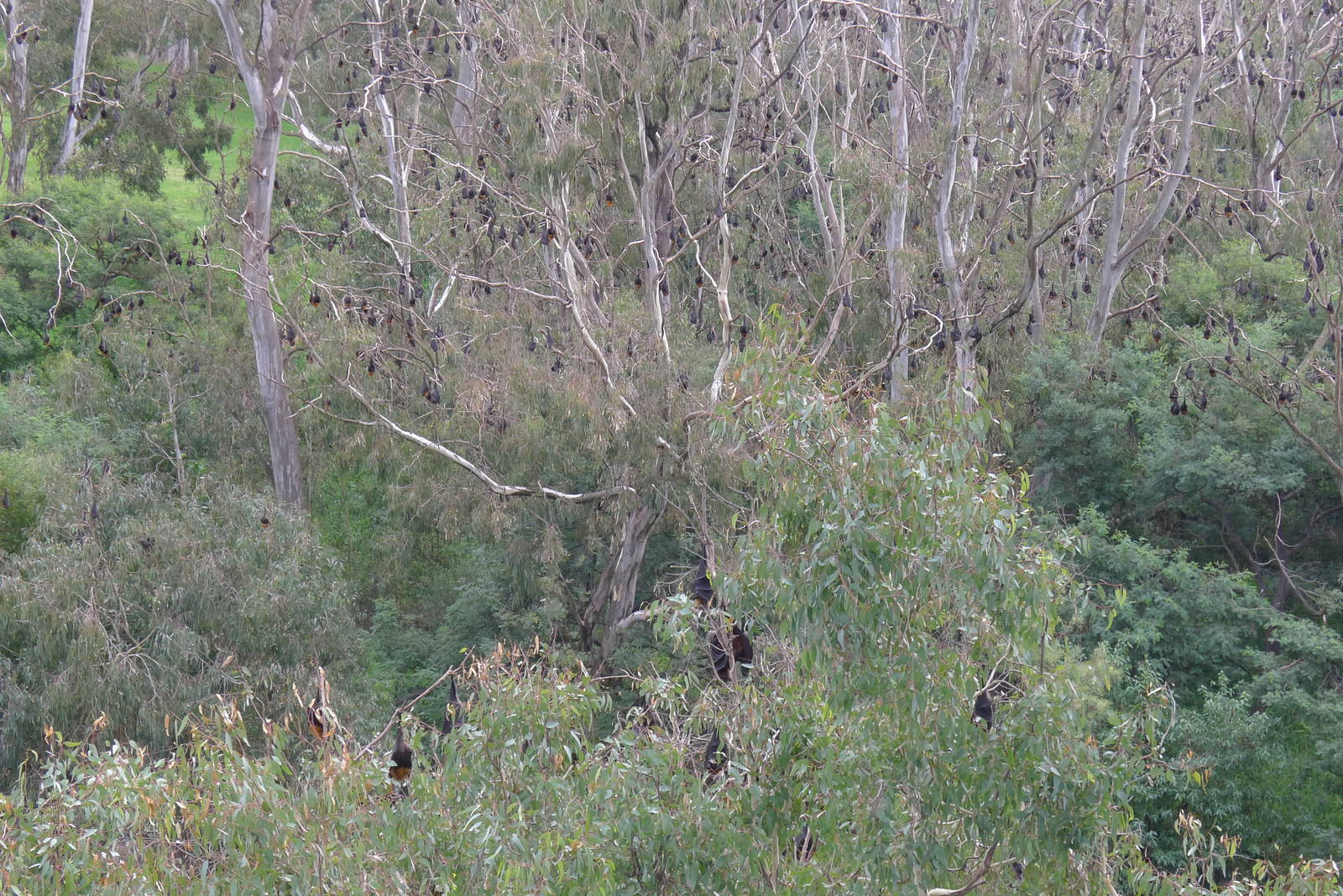 Fruit Bats at Yarra Bend, Melbourne