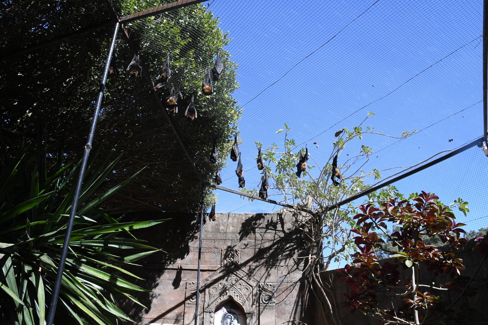 Fruit-Bats Aviary