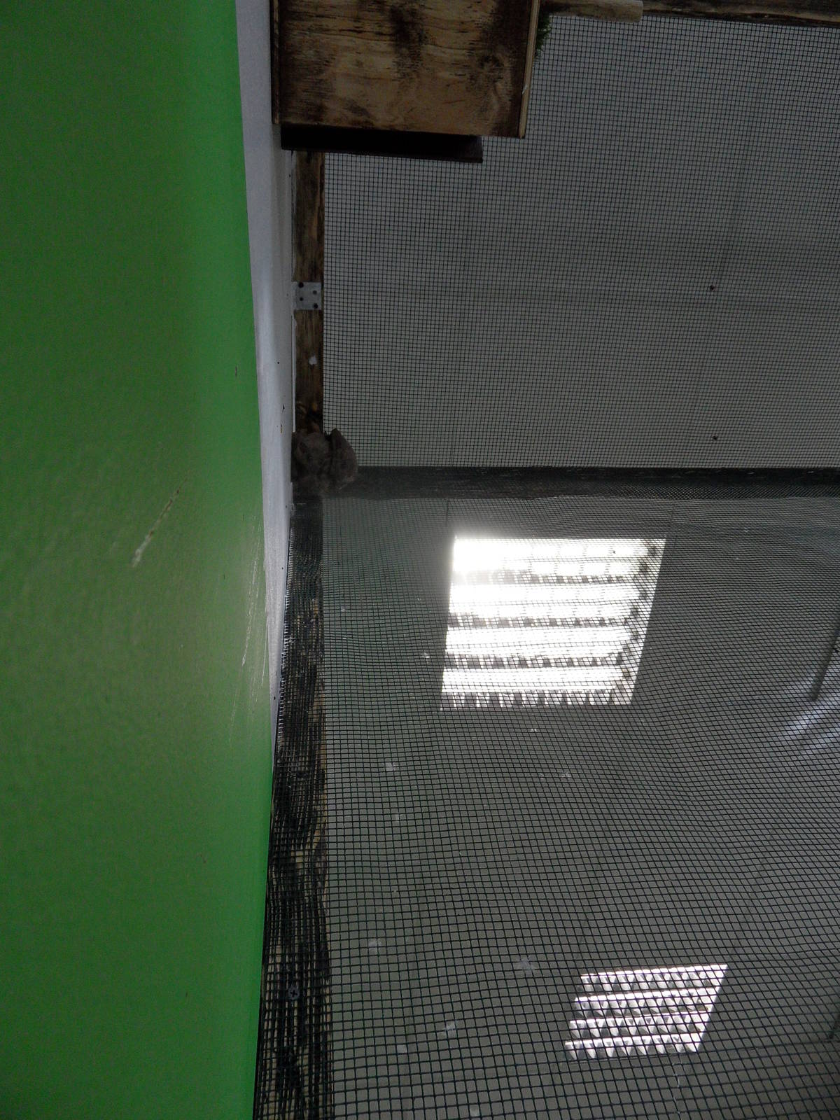 Fruit bats in aviary