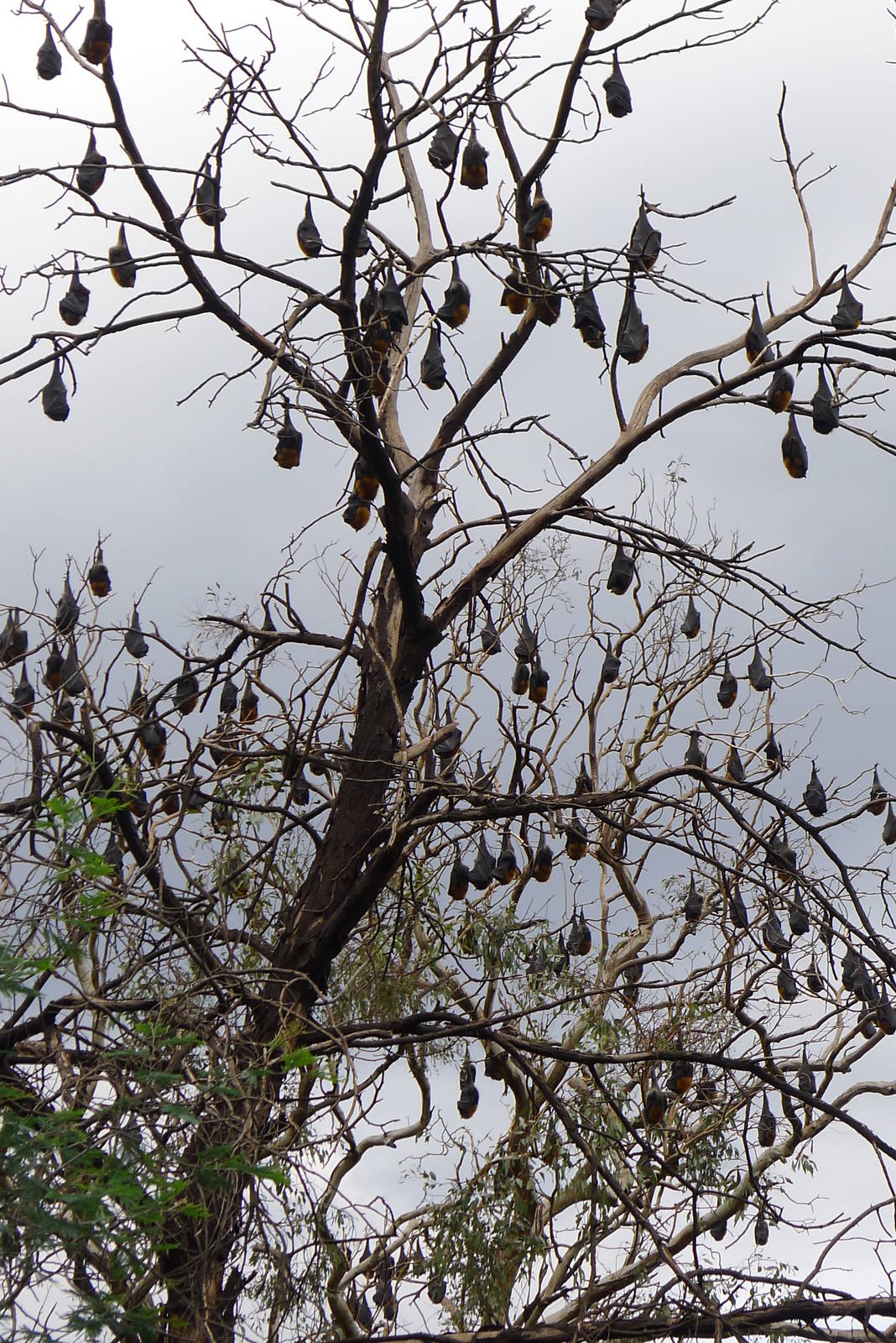 Fruit Bats, Melbourne