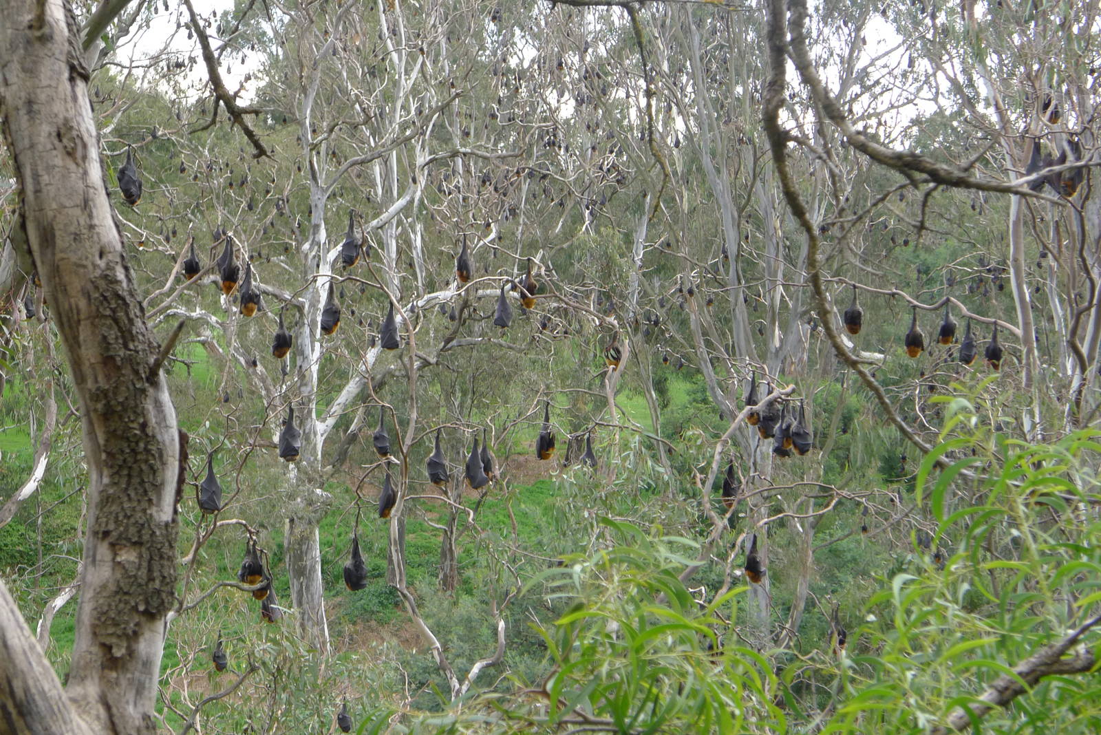 Fruit Bats or Flying Foxes, Melbourne