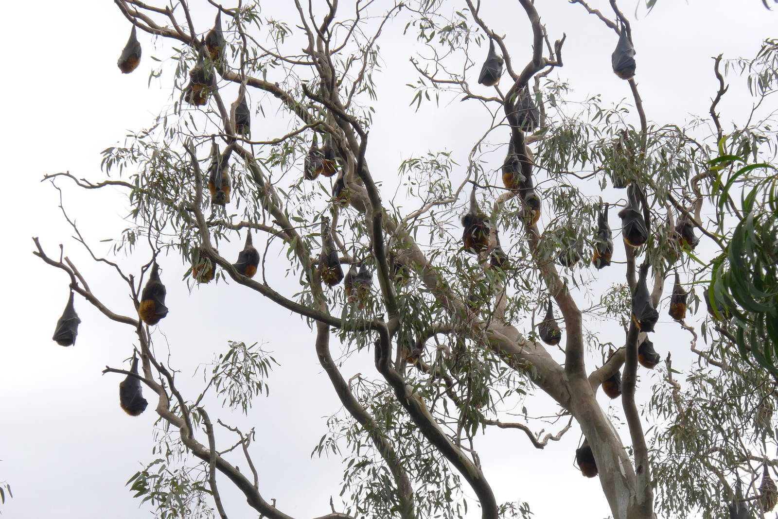 Fruit Bats or Flying Foxes, Melbourne