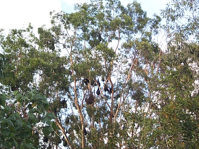 fruit bats