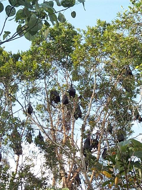 fruit bats