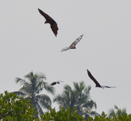 Fruit bats