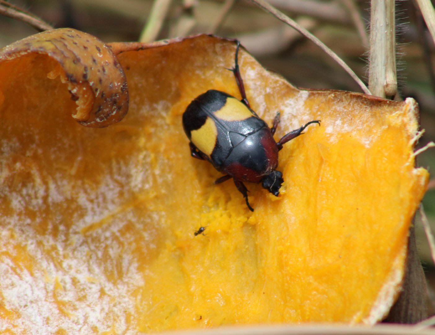 Fruit-beetle ID