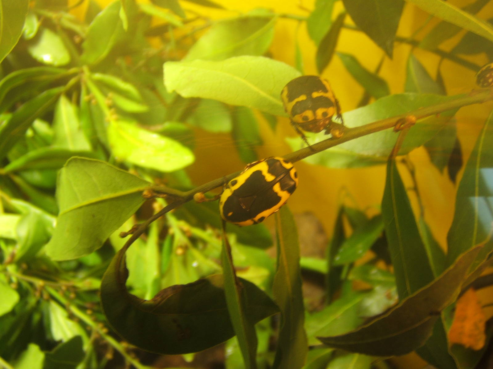 Fruit Beetle (Pachnoda sinuata)