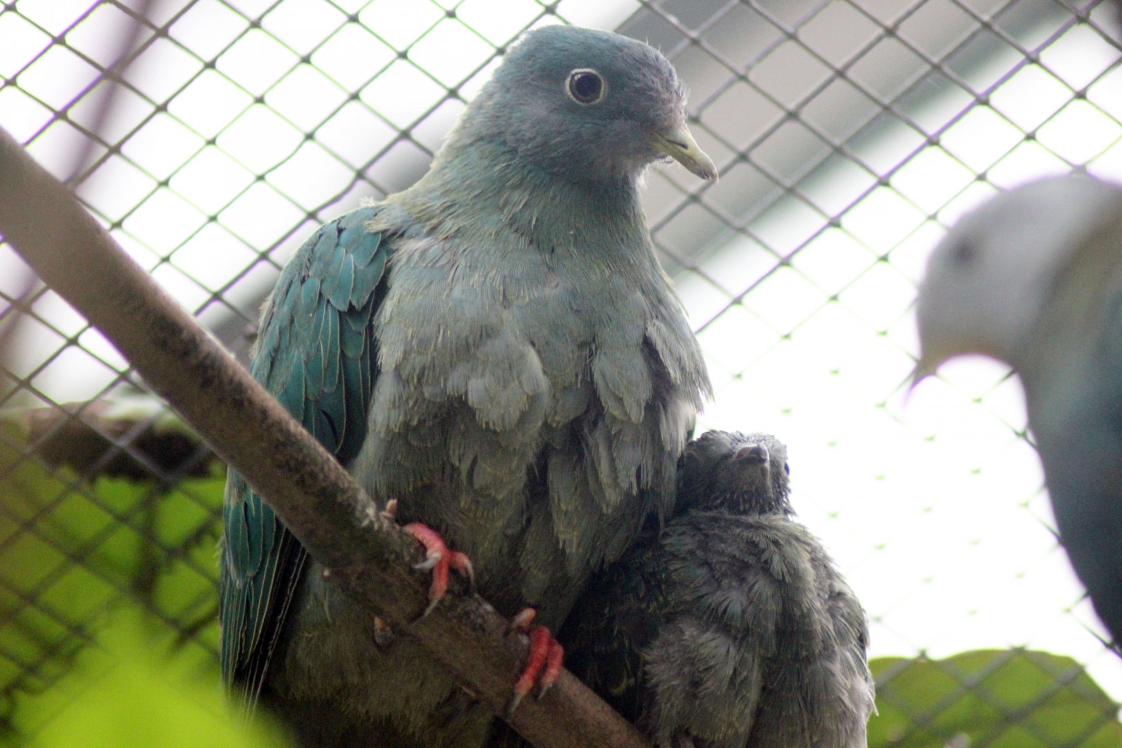 Fruit Dove With Youngster