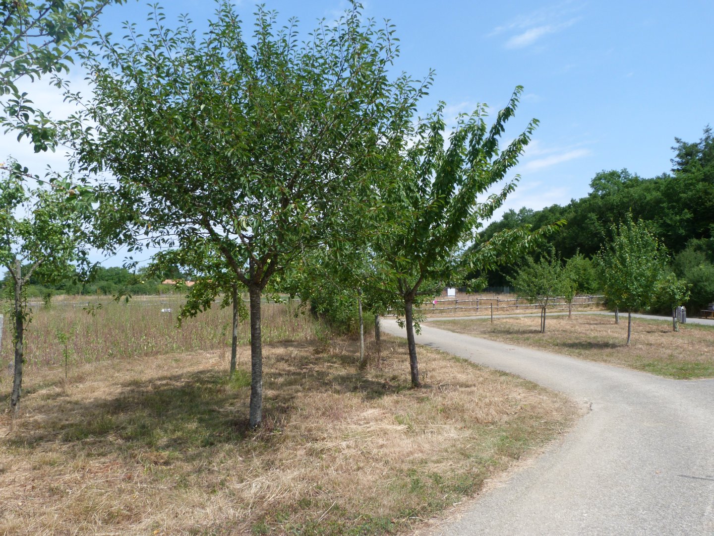 Fruit trees in "Odyssée des Campagnes" -Zoodyssée (2025)