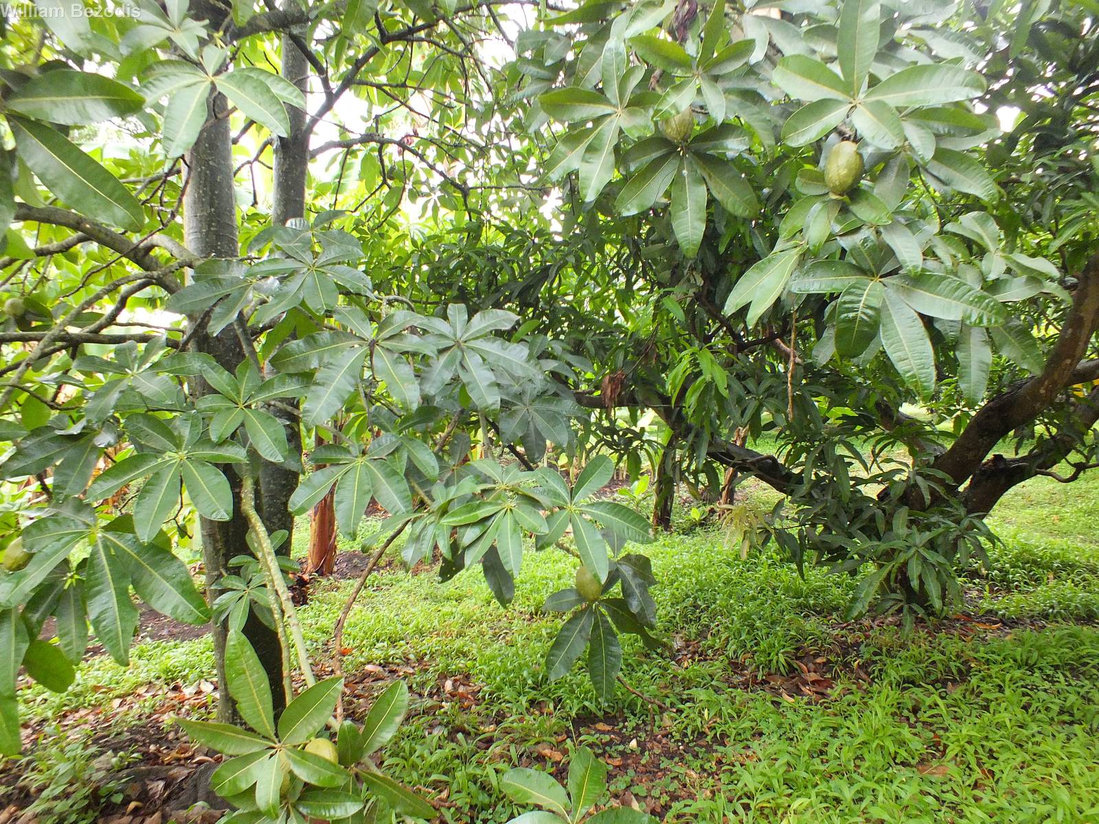Fruit trees