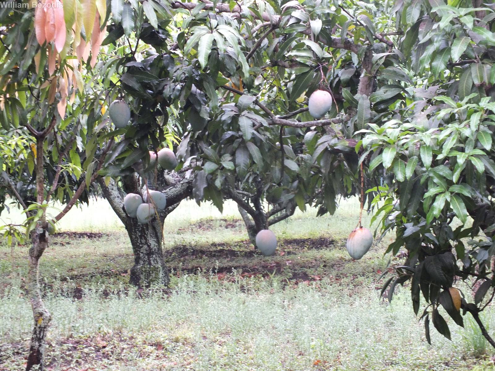 Fruit trees