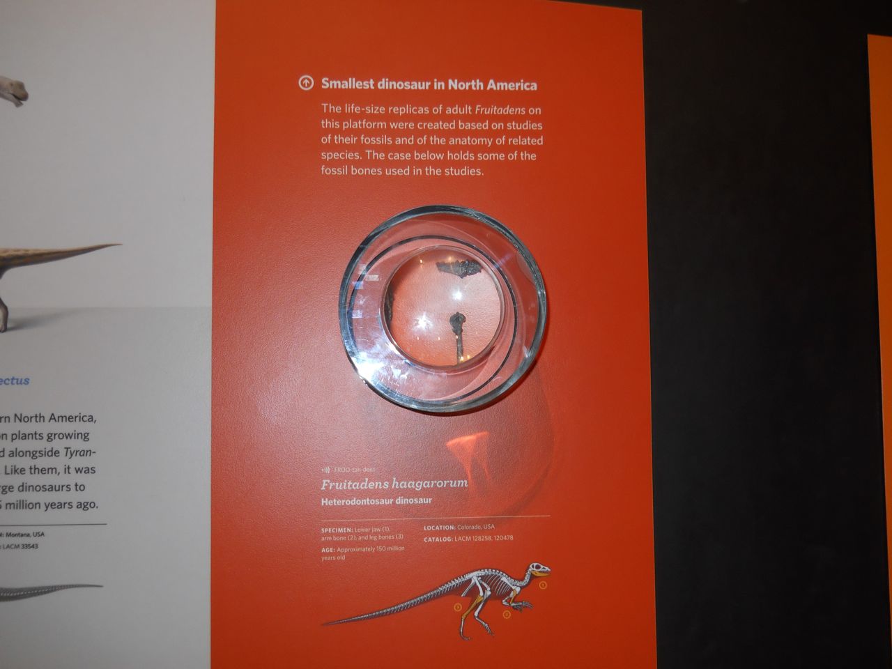 Fruitadens, smallest North American dinosaur.  Bones and info.