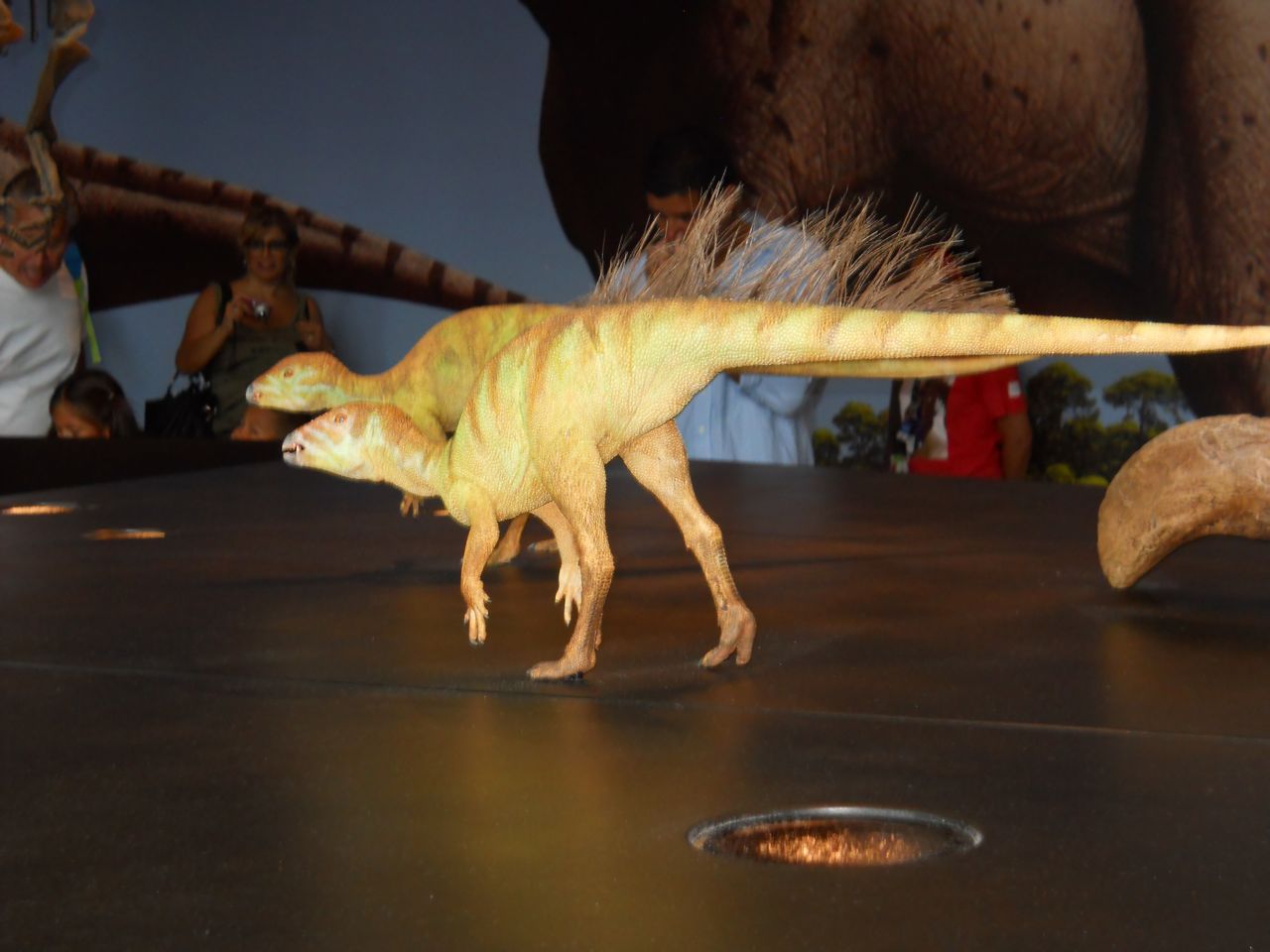 Fruitadens, smallest North American dinosaur.  Life-sized model.