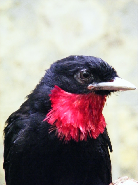 Fruitcrow