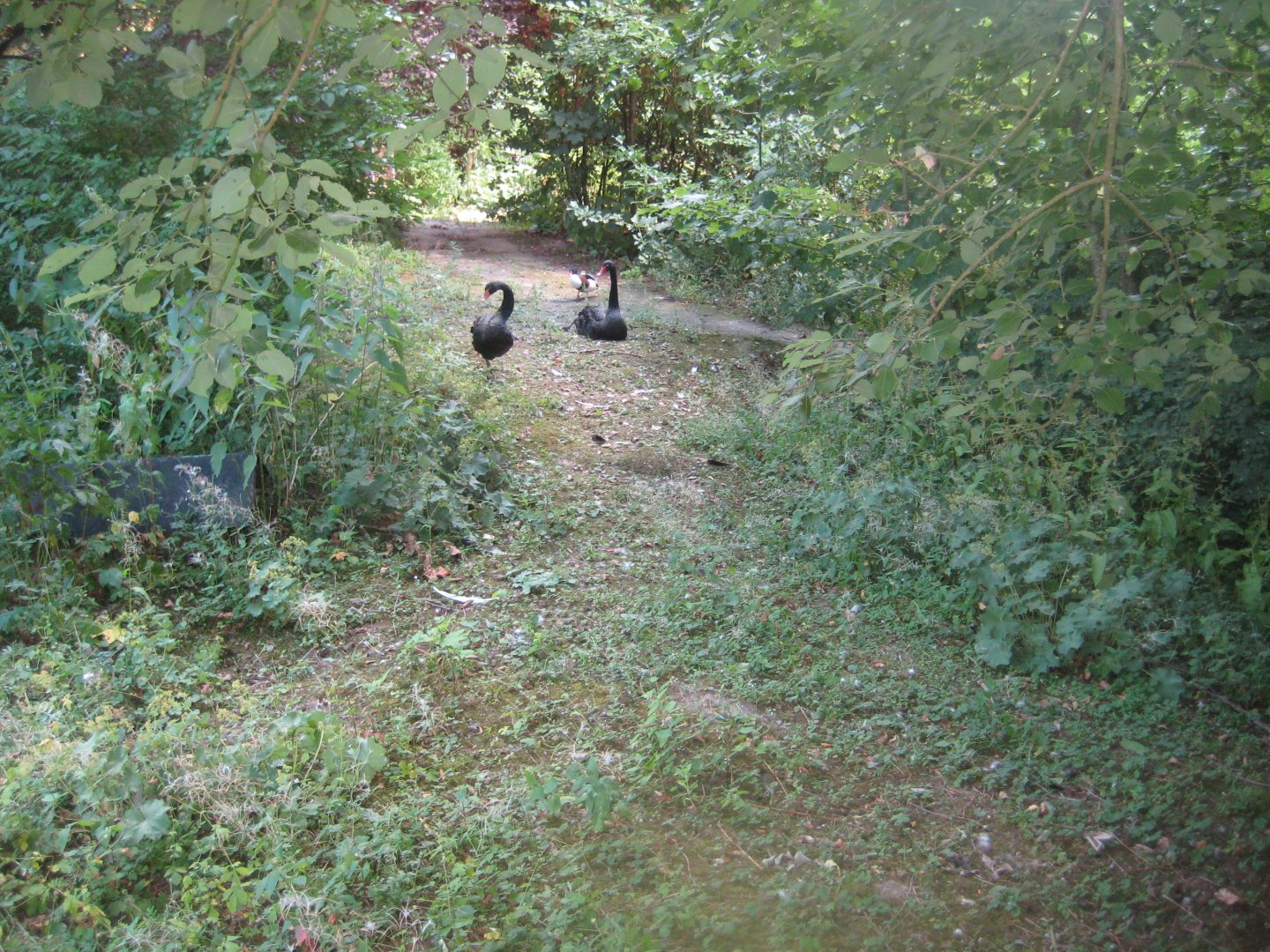 Frydenlund Fuglepark - Australian waterfowl exhibit