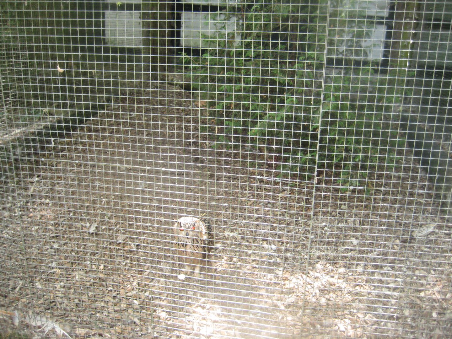 Frydenlund Fuglepark - Bengal eagle owl aviary