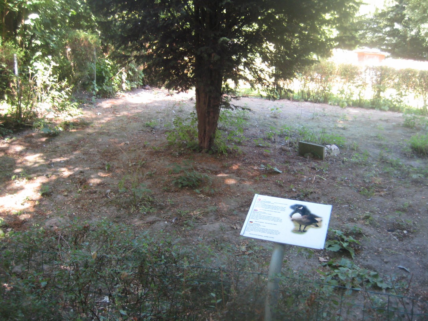 Frydenlund Fuglepark - Cackling goose exhibit