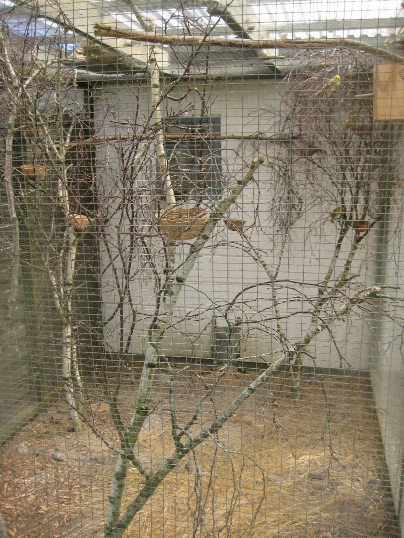 Frydenlund Fuglepark - Canary aviary