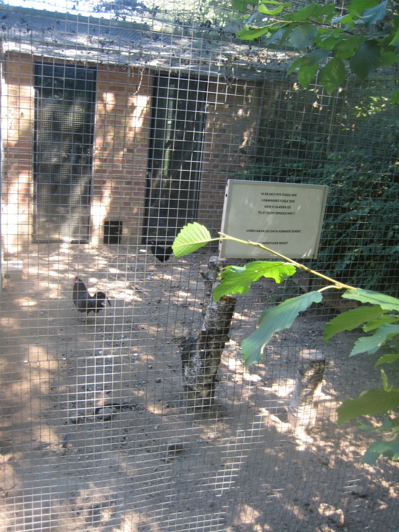 Frydenlund Fuglepark - Chicken aviary #1