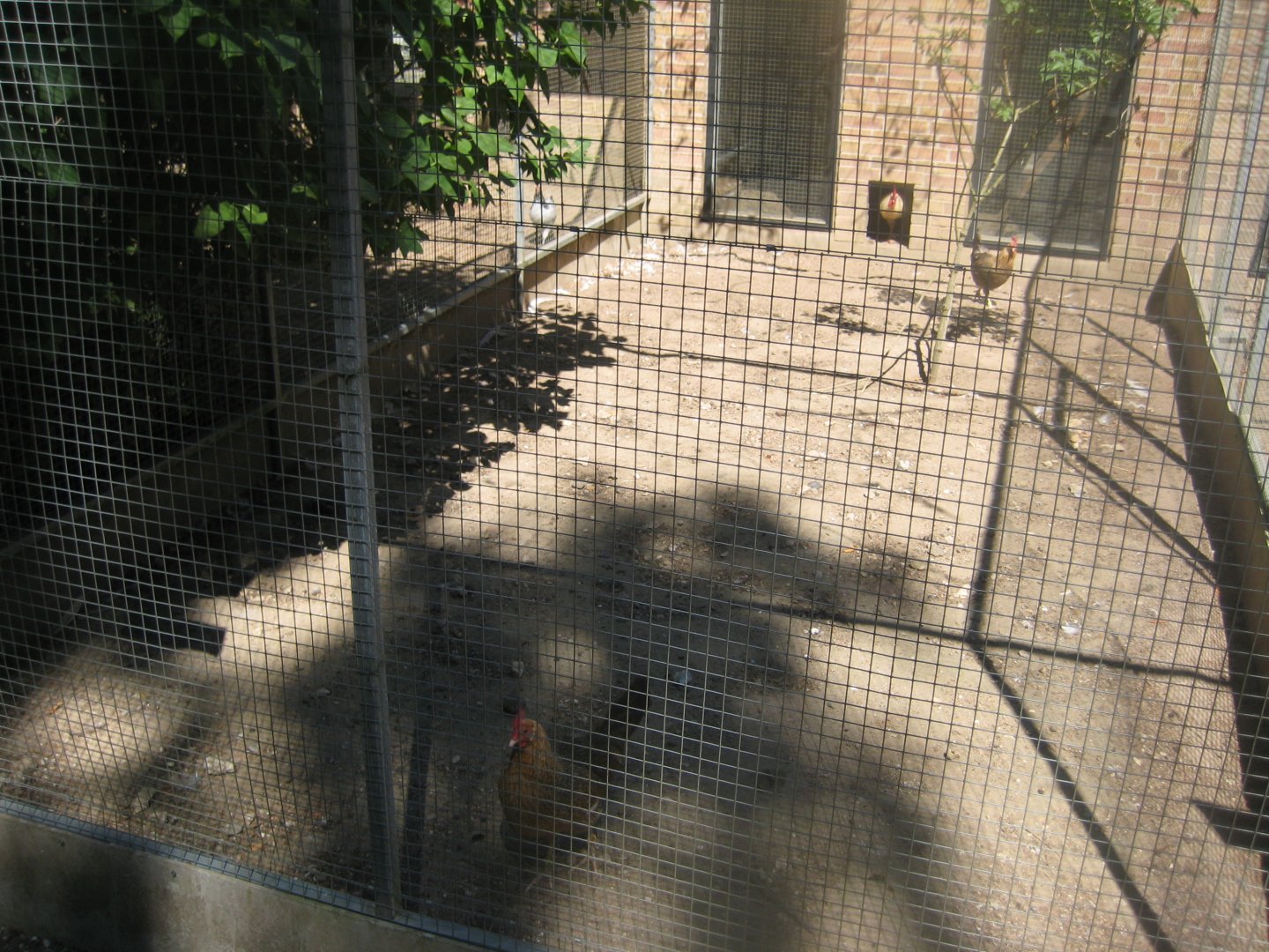 Frydenlund Fuglepark - Chicken aviary #4