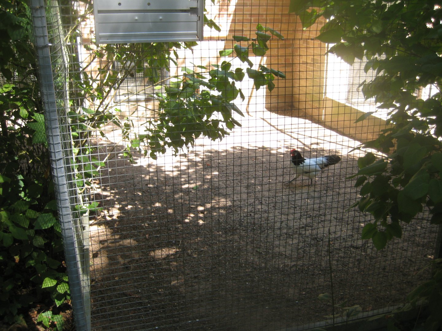 Frydenlund Fuglepark - Chicken aviary #5